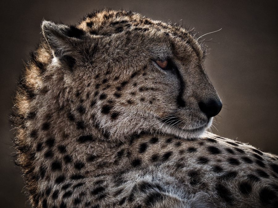 Loyk Mara Camp — Cheetah