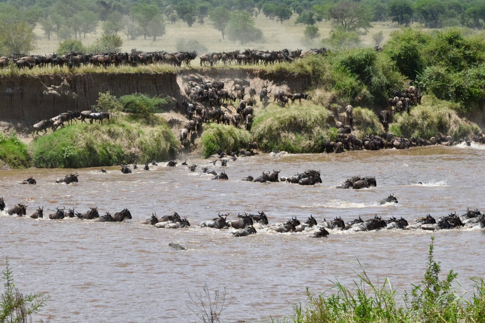 Wildebeest Migration