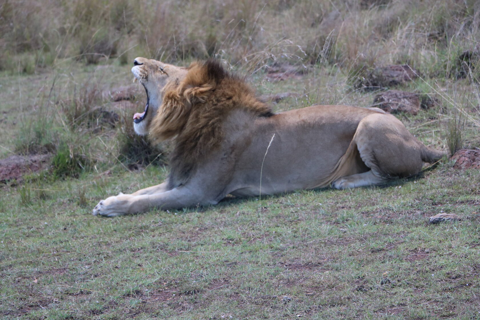 Loyk Mara Camp — Lion