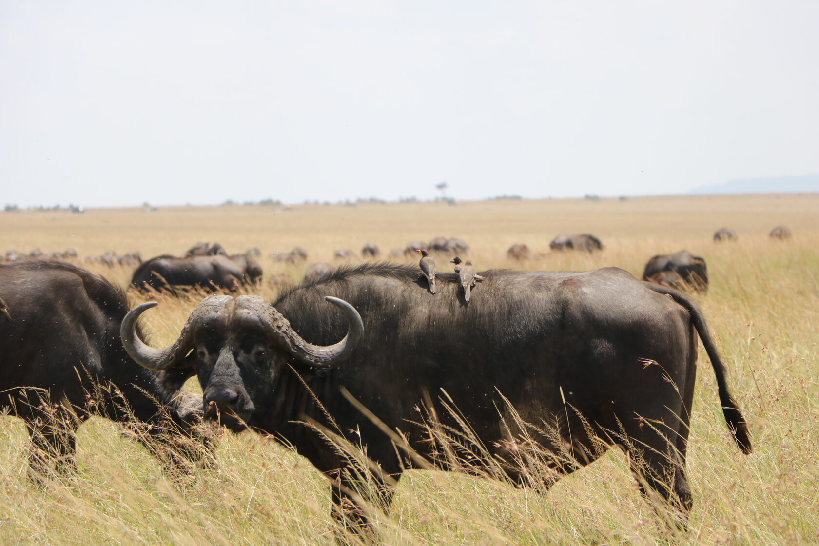 Loyk Mara Camp — Buffalo