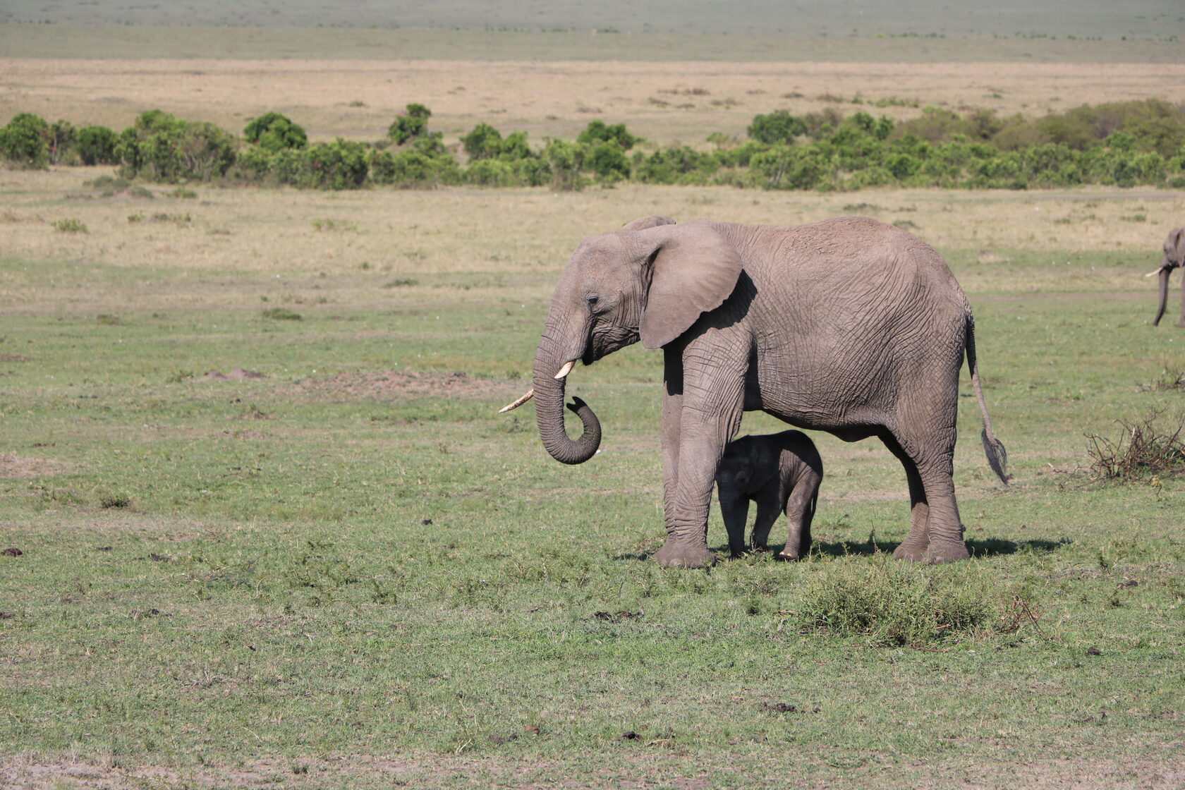 Loyk Mara Camp — Elephant & Calf
