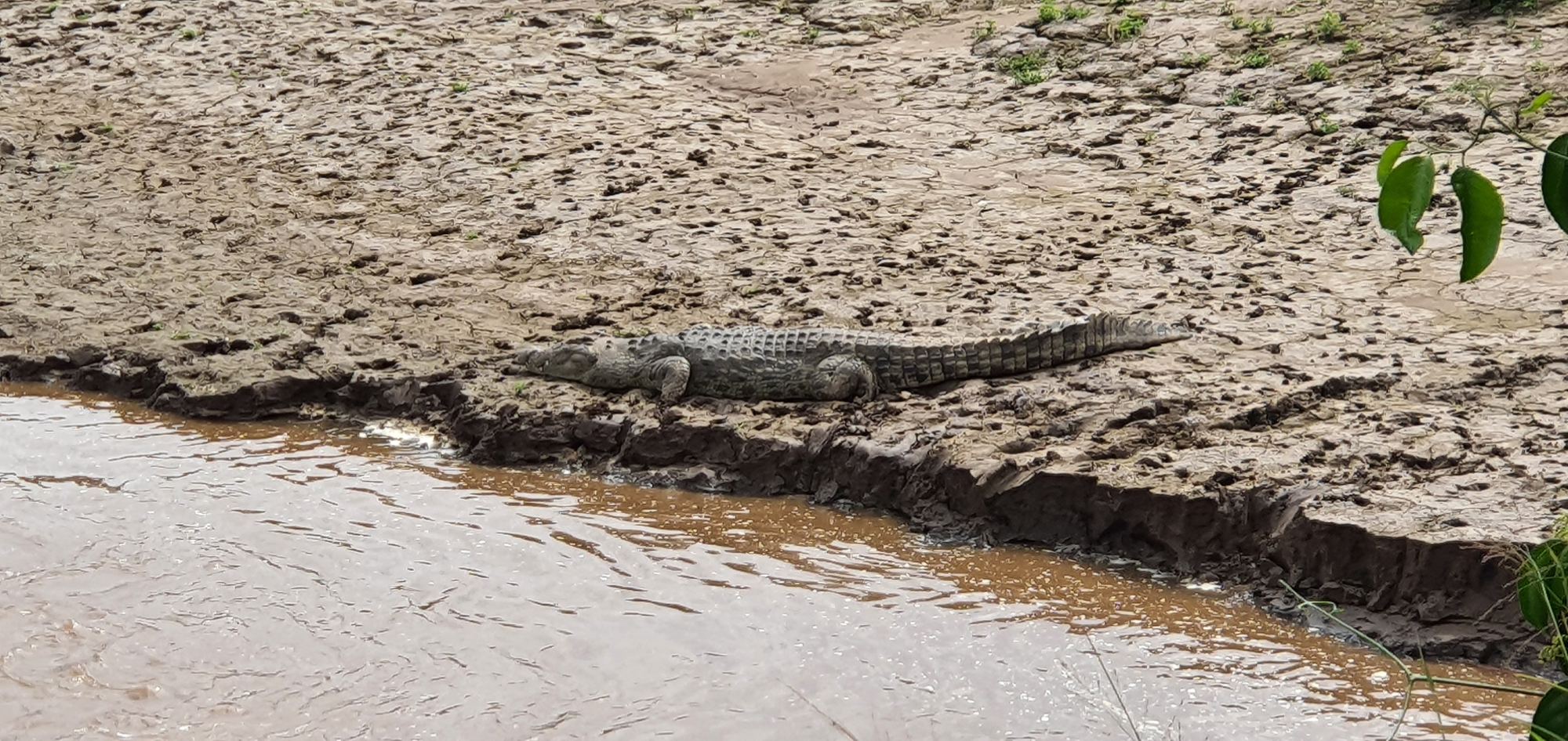 Loyk Mara Camp — Mara Crocodile