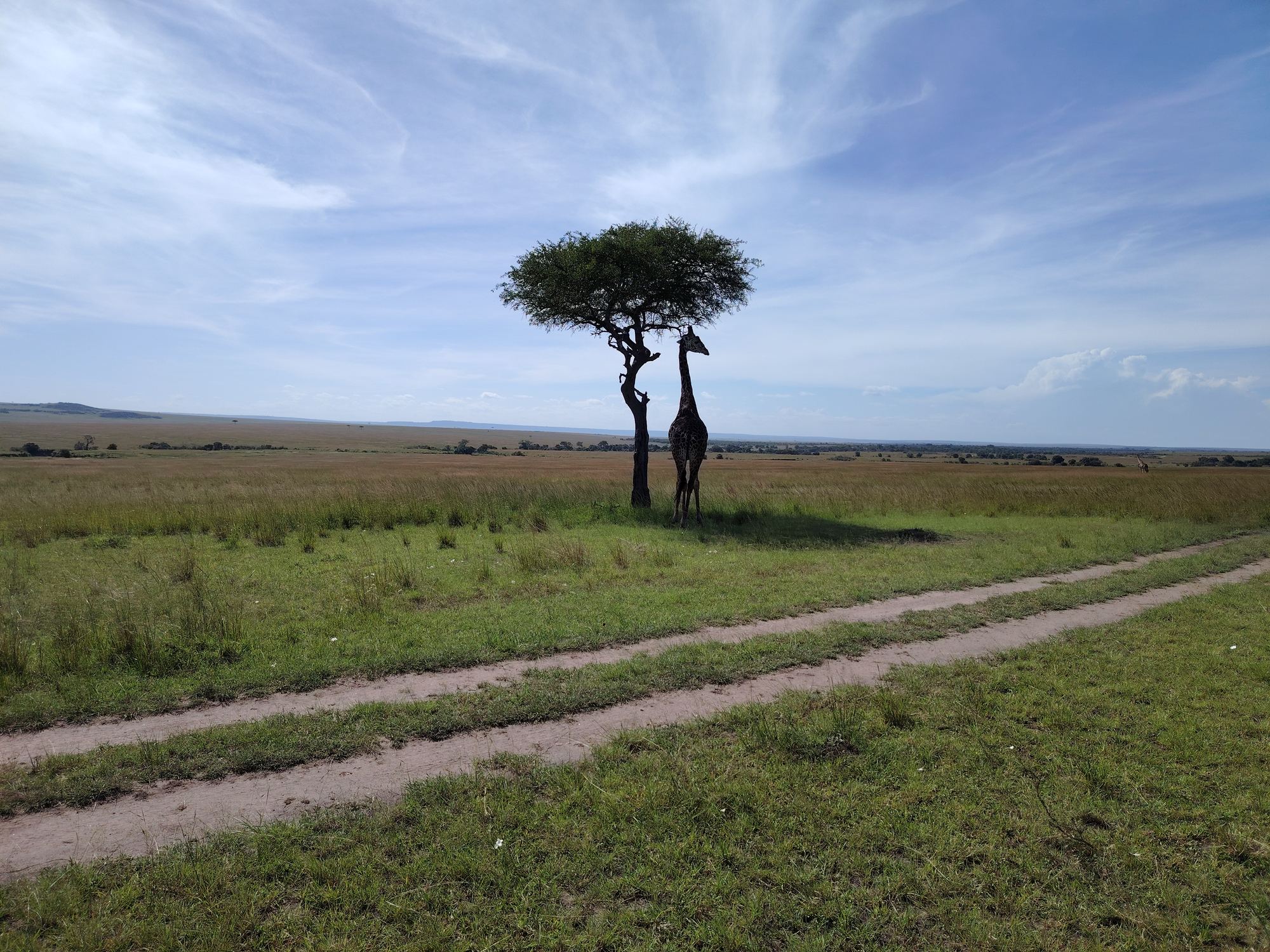 Loyk Mara Camp — Under the Acacia