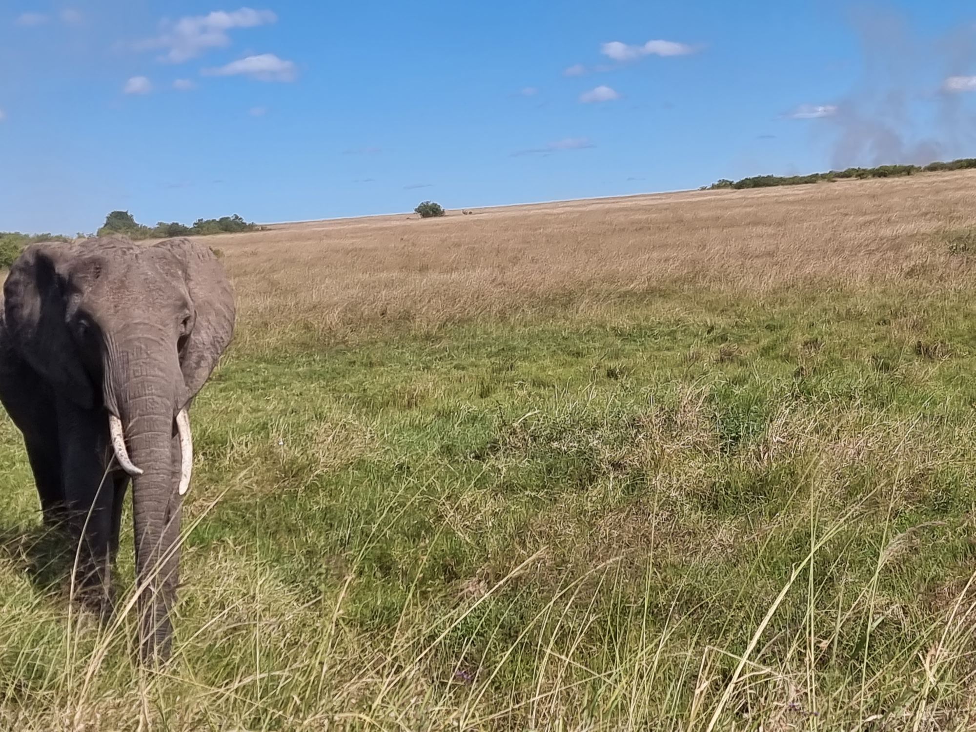 Loyk Mara Camp — Old Tusker